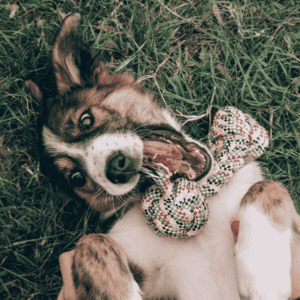 Playtime & Exercise: Zoomies Required!
