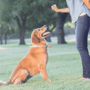 Rigorous Training Commitment