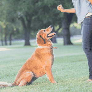Training: Good Manners Matter