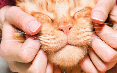 Tips For Keeping Your Cat Healthy