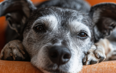 How To Make Your Home Senior Pet Friendly