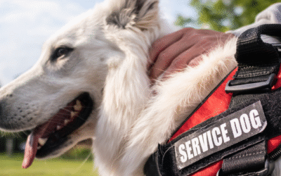 10 Fun Facts About Service Dogs