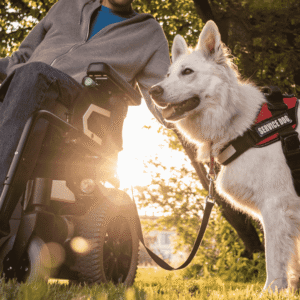 There Are Many Types of Service Dogs