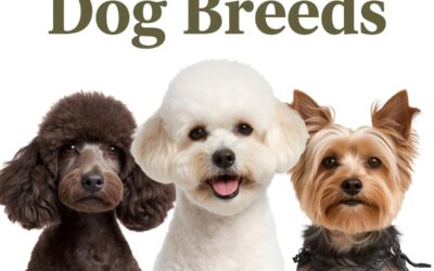 Allergy-Friendly Dog Breeds