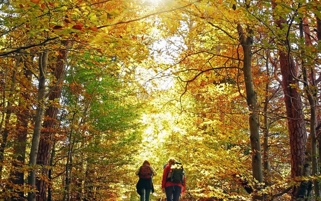 Dog Friendly Hiking Trails in Luzerne County, PA