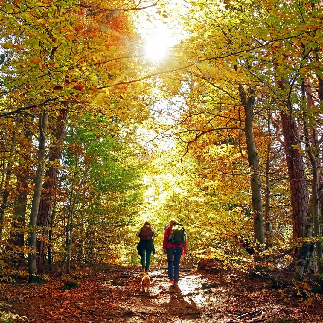 Dog hiking luzerne county cover