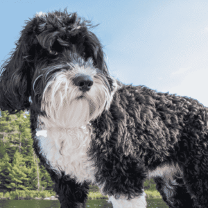 Portuguese Water Dog