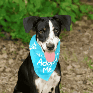 Every Dollar Save Lives