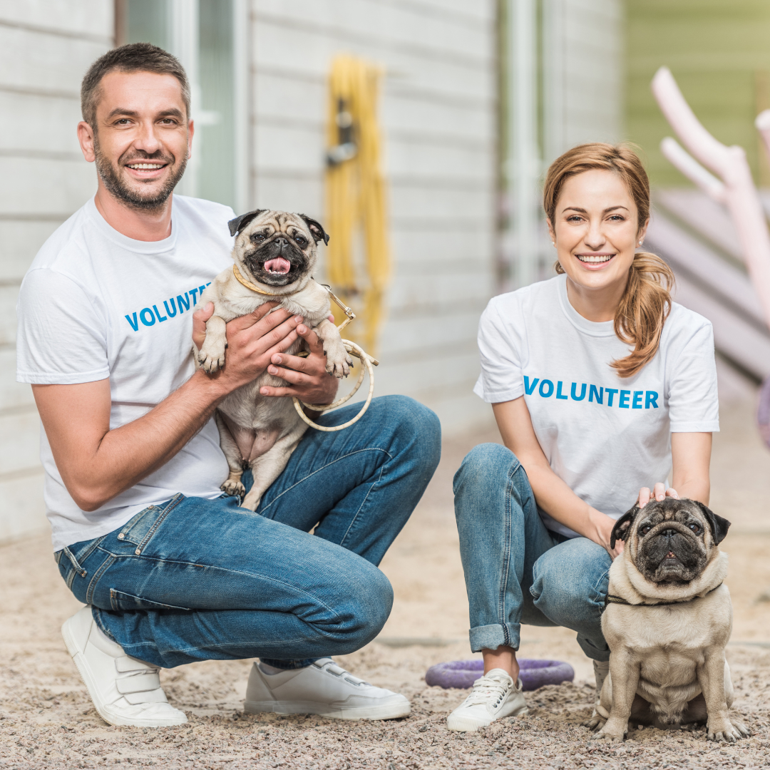 animal shelter volunteer cover