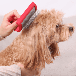 Grooming and Hygiene