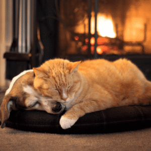 Cozy beds for comfort & warmth