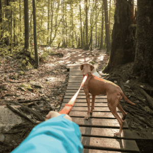 Trail Tips for Hiking With Your Dog