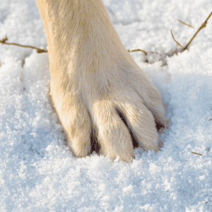Why Winter Dangers Threaten Paws