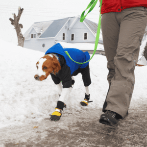 Dog Booties: The Gold Standard