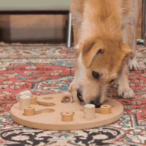 Keep dogs active indoors with puzzle feeders & interactive toys