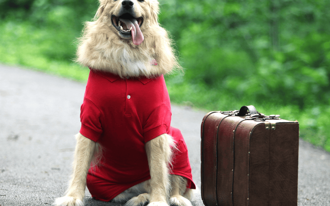 Holiday Travel and Your Pets