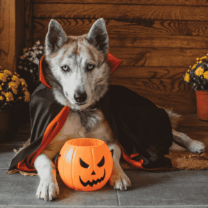 Choose Comfortable Costumes For Your Pets