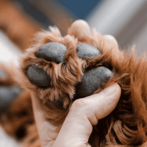 Wipe and Paws Inspect After Every Outing