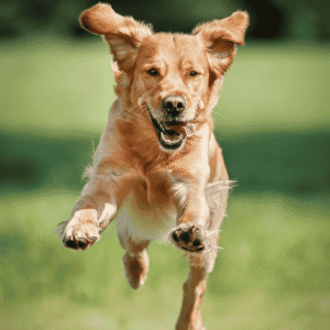 Physical Health Benefits