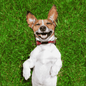 Mental and Emotional Well-Being