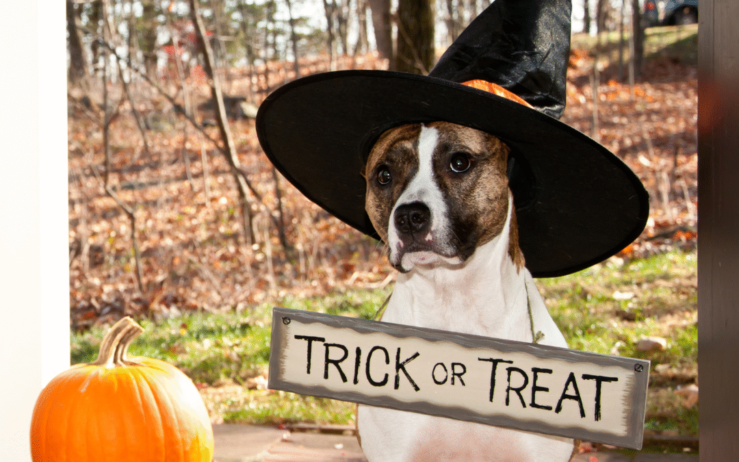 Pet Safety During Trick or Treating