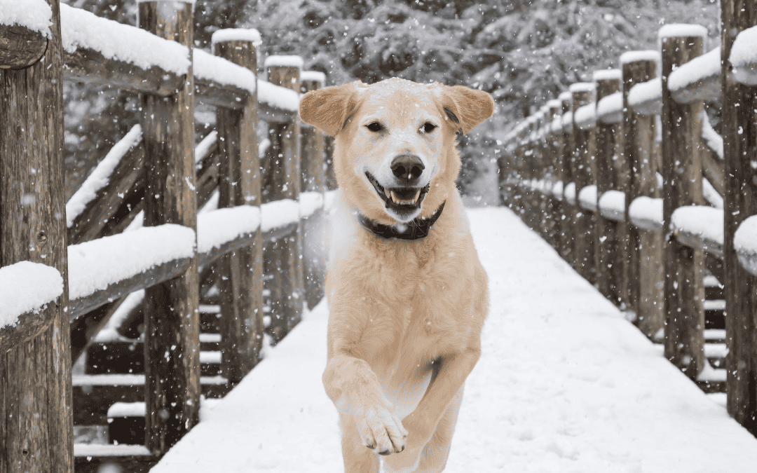 Keeping Your Dog Active During Winter