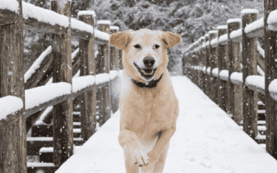 Keeping Your Dog Active During Winter