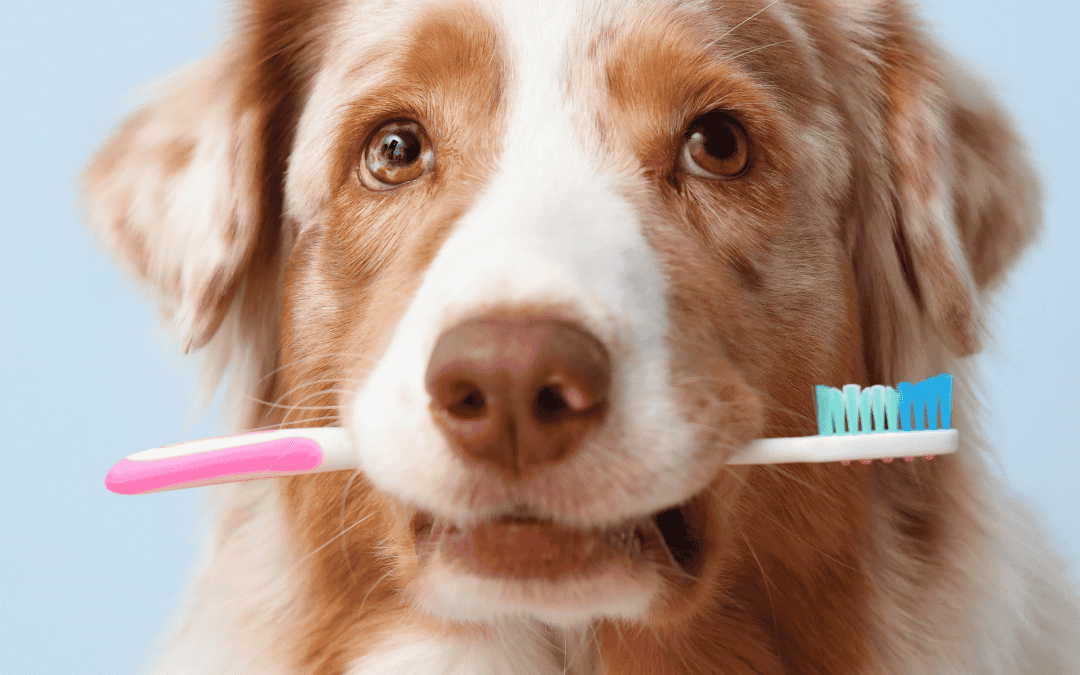 Essential Tips For Pet Dental Care
