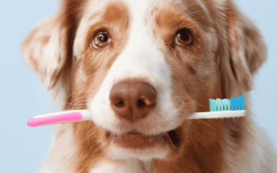 Essential Tips For Pet Dental Care