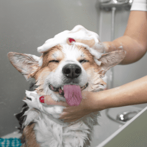 Shedding Solutions: Baths and Diet