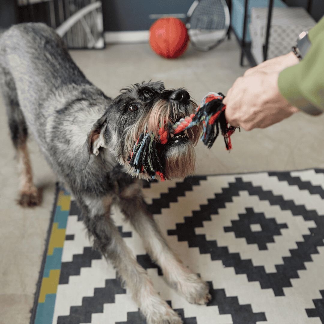 dog playing tug of war