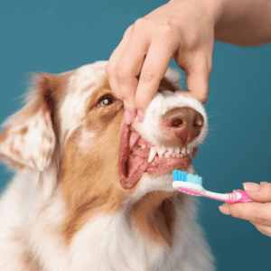 Professional Dental Exams and Cleanings