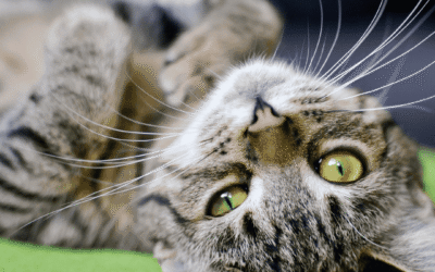 How To Keep Your Feline Friend Healthy