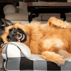 Making Winter Pet Fitness Fun