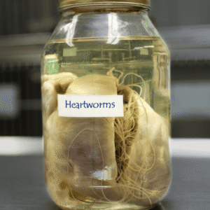 What is heartworm disease?