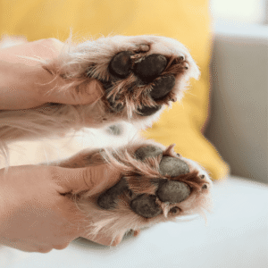 Paw Cleaning Tips After Walks