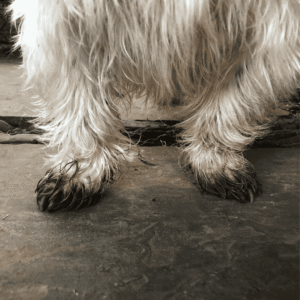 The Mud Problem: Why Spring Walks Are Messy