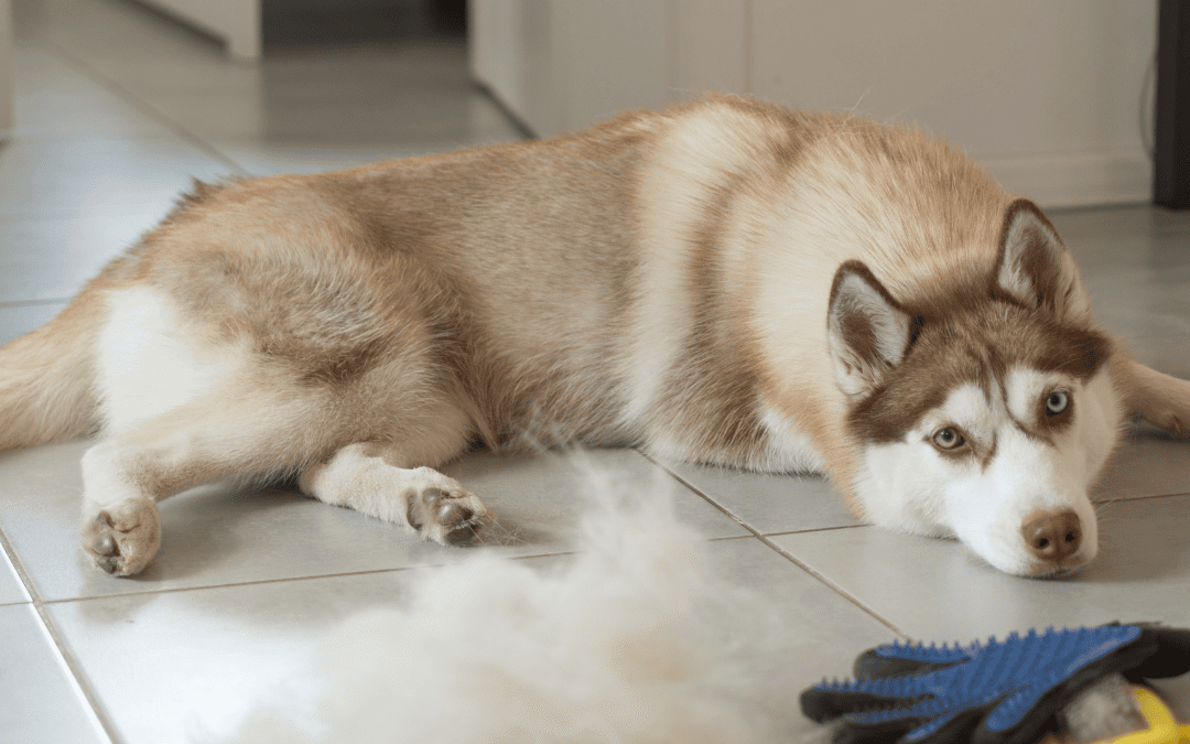 Managing Pet Hair Around the House