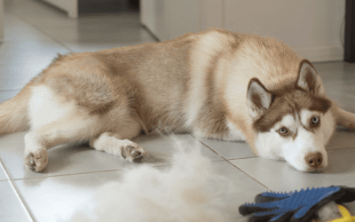 Managing Pet Hair Around the House