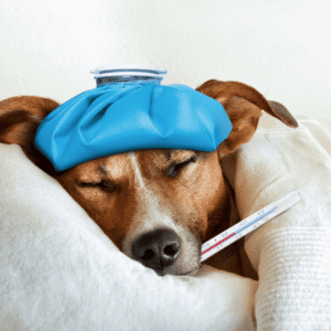 Signs of heartworm disease to watch for