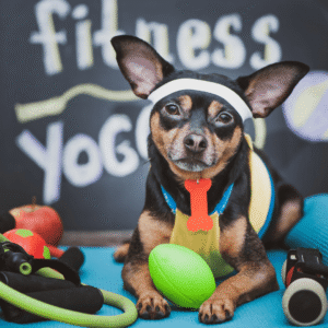 Why Pet Fitness Matters in Winter