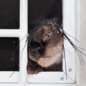Be Cautious with Open Windows and Screens
