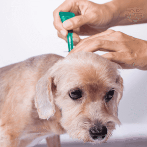 Recommended Prevention Methods