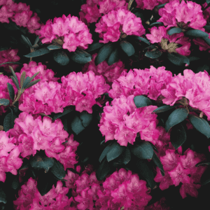 Common Garden Plants That Are Toxic to Pets: Rhododendrons