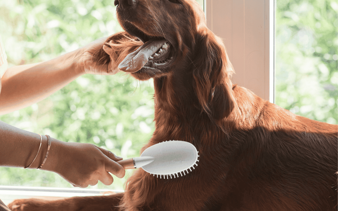 Spring Grooming Tips For Pets