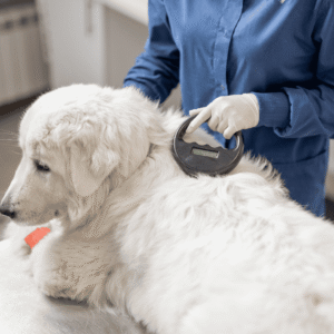 How to Get Your Pet Microchipped in Luzerne County