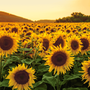 Pet-Safe Plants for a Worry-Free Garden: Sunflowers