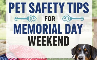 Pet Safety Tips For Memorial Day Weekend