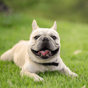 Extra Care for At-Risk Pets
