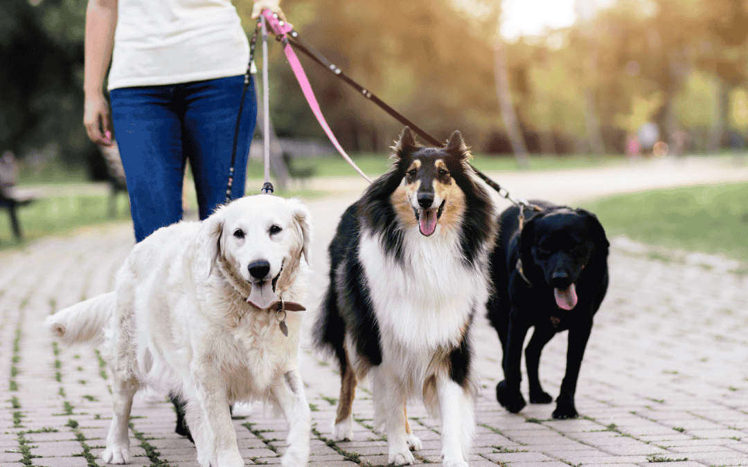 Summer Benefits of Hiring a Dog Walker